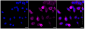 KD-Validated Anti-Cyclin B1 Rabbit Monoclonal Antibody